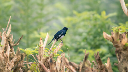 Oriental magpie-robin perched in cropped tree branches, side view. Tropical climate.