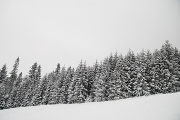 White trees in snow, winter in mountains