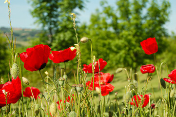 Beautiful poppy field in France