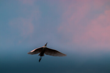 Egret flying over the dusky sky, showing birds full wings span, light hitting and glowing feathers.