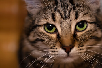 Cat closeup portrait. Cute Cat looking at the camera