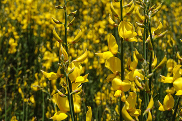 Yellow brake on a sunny day in France