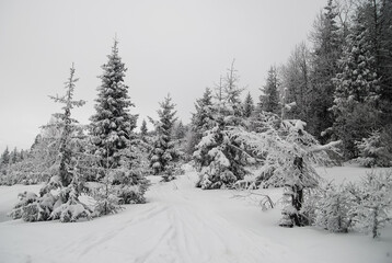 White trees in snow, winter in mountains