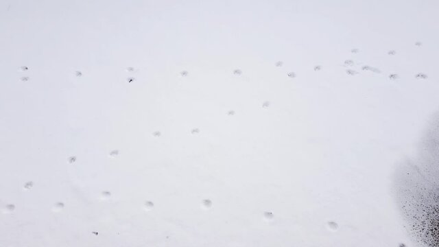 Background with paw prints on white first snow