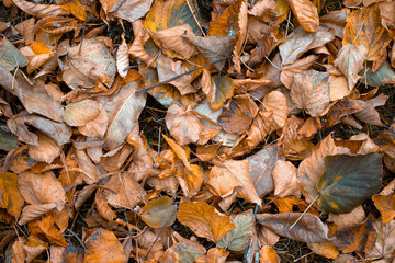 Fallen Yellow Leaves in the City Park. Autumn Background