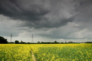 Yellow rape field and dark sky, cloudy day in Pruszkow