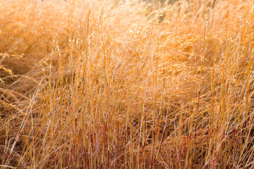 Dry plants and harvest field during sunset, orange and golden autumn colors
