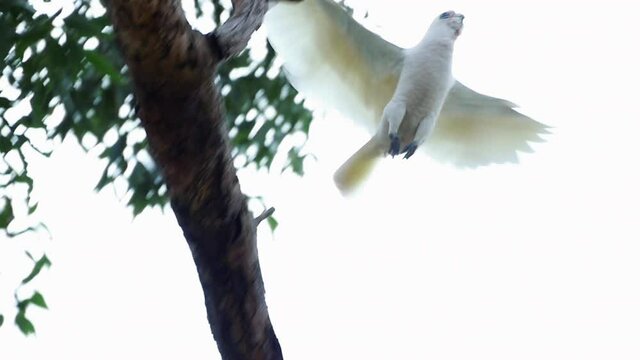 Lone Short-Billed Corella Perched And Take Off At Tree Branches In Kurnell National Park, New South Wales, Australia. - Slow Motion