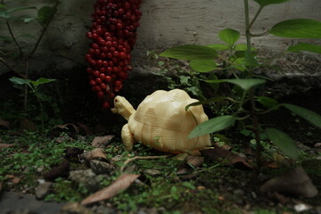 Little Albino Tortoise Trying to Eats Red Berry From The Other Perspective