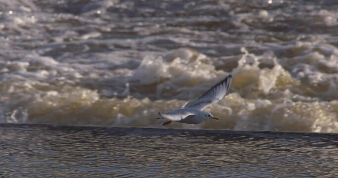 White gull seagull bird flying from river water weir spray waves sunset evening