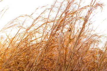 Dry plants and harvest field during sunset, orange and golden autumn colors