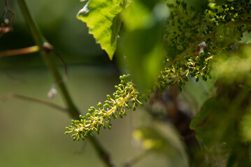 FRA - ILLUSTRATION AOC COGNAC