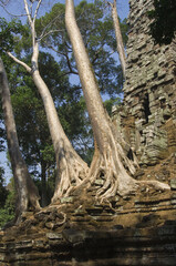 Obraz premium Ruins of the Preah Palilay temple invaded by the roots and trees, Angkor Thom, Siem Reap, Cambodia, UNESCO World Heritage Site