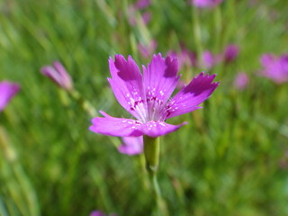 Obraz premium garden flowers