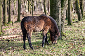 wild horses grazing in maashorst
