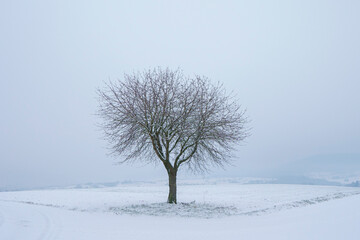 Fototapeta na wymiar Baum im Schnee