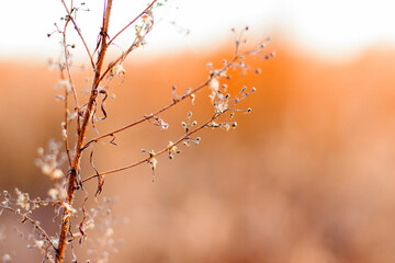 Dry plants and flowers close-up and macro, autumn colors in the field at sunset