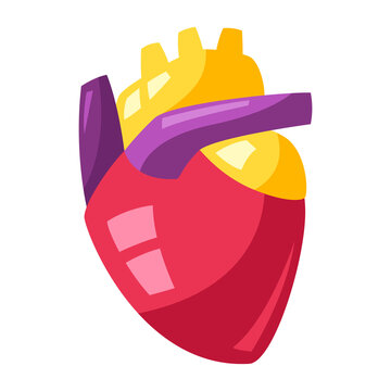 Illustration of human heart.