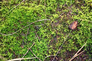 Fototapeta premium green moss on the ground
