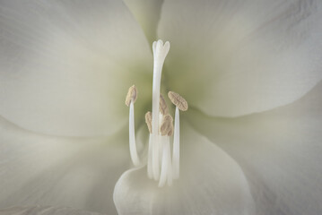Delicate amaryllis pistils Concept of natural and delicate Beauty in nature