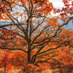 Panele Szklane  Jesienny las na zboczu wzgórza. Złota jesień w lesie. Adygeja, Rosja
