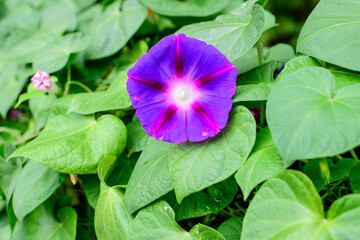 One delicate vivid blue and purple flower of morning glory plant in a a garden in a sunny summer garden, outdoor floral background photographed with soft focus.