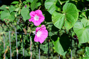Many delicate vivid pink flowers of morning glory plant in a a garden in a sunny summer garden, outdoor floral background photographed with soft focus.