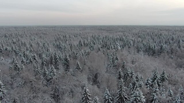 Aerial view winter forest in the snow. Beautiful landscape of coniferous forest on a frosty winter day from a height. Flight over snowy forest