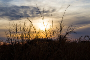 Landscape and view of the field during sunset, trees and plants shadows