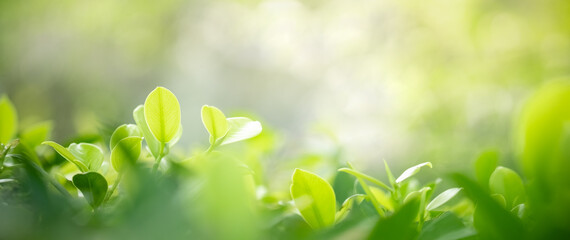 Concept nature view of green leaf on blurred greenery background in garden and sunlight with copy space using as background natural green plants landscape, ecology, fresh wallpaper concept.