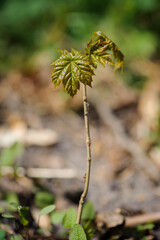 Very young fresh maple leaves close-up of a spring forest, Acer platanoides. small seedling. Selective focus, blurred background.