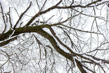 Branches of trees covered with snow.