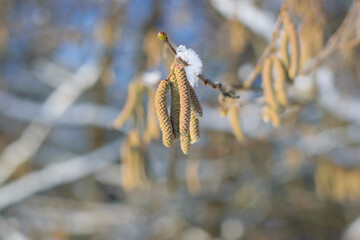 earring buds on a tree branch with snow in early spring. Aspen branches with buds bloom in early spring. A close-up is a flowering branch. Branch with aspen earrings, bokeh, focus, blurred background