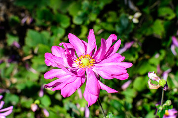 Close up of a one delicate fresh pink flower of Anemone hupehensis plant, known as Prinz Heinrich Chinese or Japanese anemone, thimbleweed or windflower in a sunny spring garden, floral background.