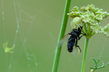 Crab spider with a caught fly. a small spider holds and eats a large fly. spider crab on a meadow...