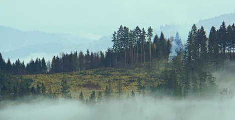 Papier Peint photo Forêt dans le brouillard Le feu dans les bois