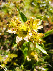 Tüpfelenzian Blume