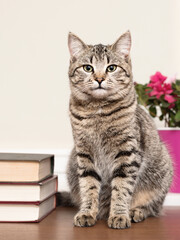 Naklejka na ściany i meble Tabby cat sitting on the table with books vertical shot