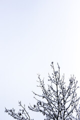 Branches of trees covered with snow.