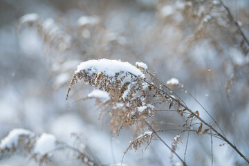 close-up on dried grass, covered with snow with a blurred background and a beautiful glow