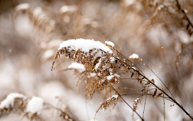 close-up on dried grass, covered with snow with a blurred background and shallow depth of field