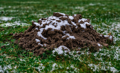 Maulwurfshügel im Winter