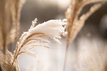 dried grass close-up  covered with snow with a blurred background and shallow depth of field