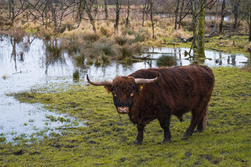 Scottish highland cow in a forest in the Netherlands.