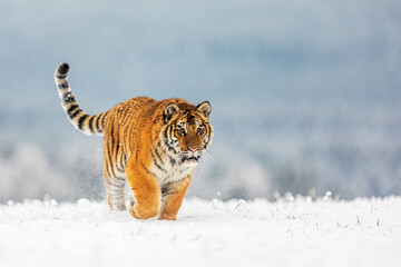young male Siberian tiger (Panthera tigris tigris) on a snowy horizon approaching © michal