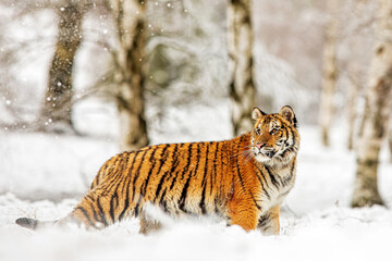 Fototapeta na wymiar young male Siberian tiger (Panthera tigris tigris) something disturbed him, he turned his head