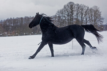 female Friesian horse runs through the pasture at the beginning of the snowfall