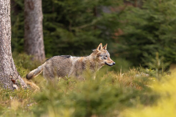 male gray wolf (Canis lupus) running through the snow up the slope