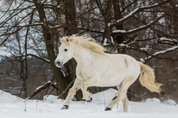 Fototapeta na wymiar male white horse running through the snow up the slope