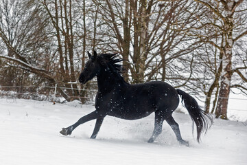 female Friesian horse gallops in the snow that flies away from his hooves